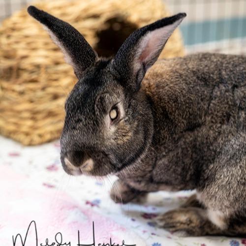 George, a Adoptable Bunny Rabbit in Brockton, MA image 2/2