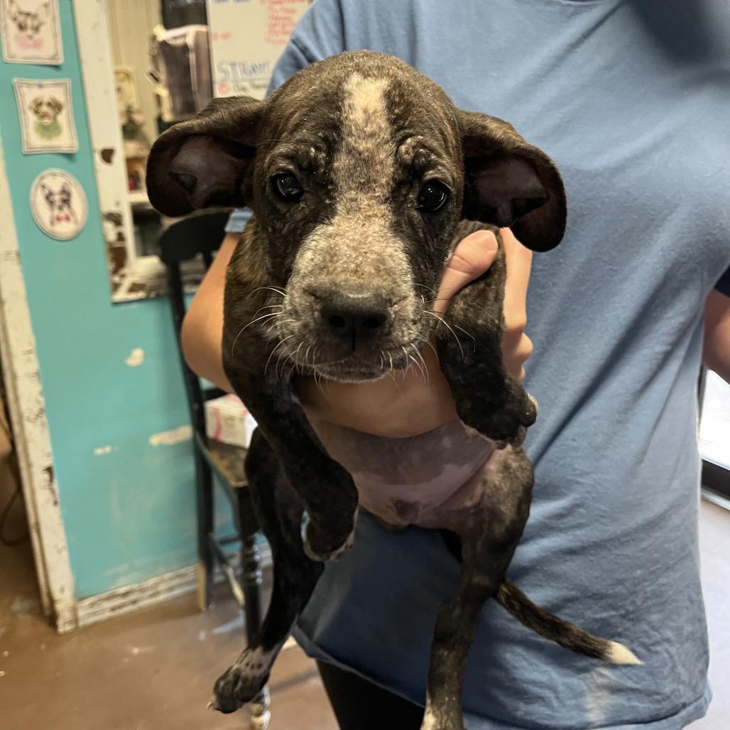 Enlarge Liberty Mutual, a Adoptable mixed breed in Stephenville, TX image 1/1