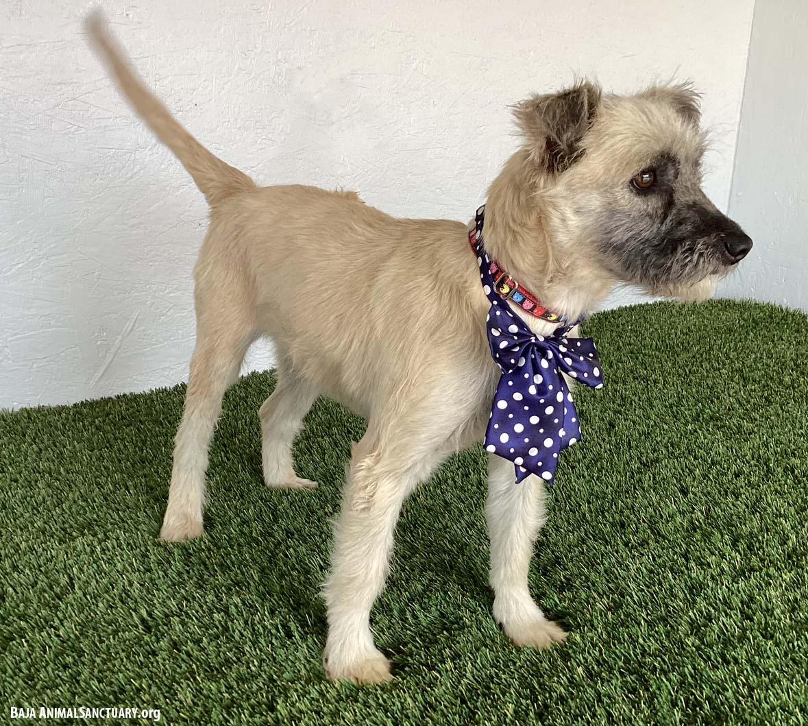 Enlarge Bess, an adopted mixed breed in San Diego, CA image 3/3