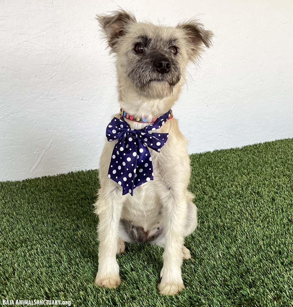 Enlarge Bess, an adopted mixed breed in San Diego, CA image 2/3