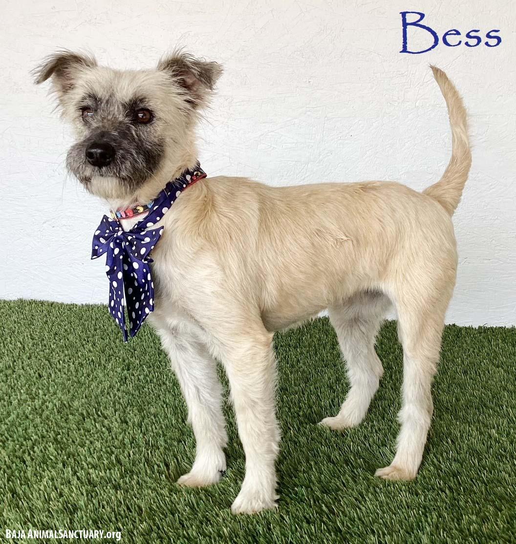 Bess, adopted, Young Female Wheaten Terrier.