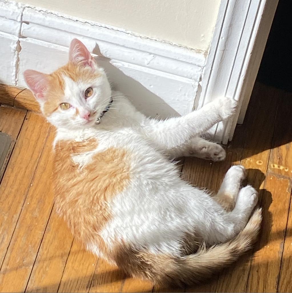 Enlarge Zoro, a Adoptable Domestic Short Hair in Lynchburg, VA image 1/4