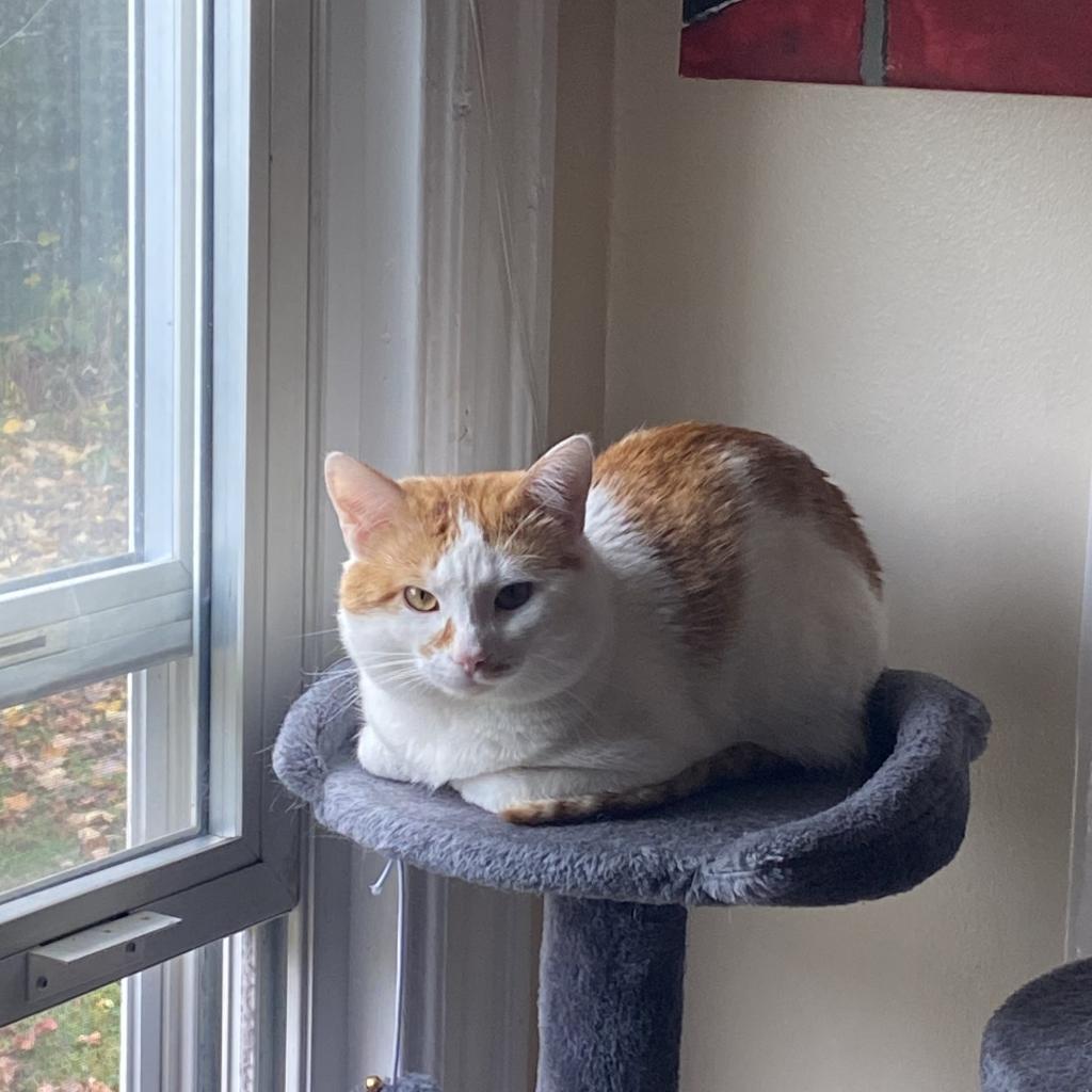 Zoro, a Adoptable Domestic Short Hair in Lynchburg, VA image 1/4