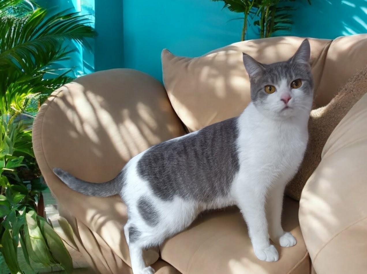 Mona, Young Female Domestic Short Hair