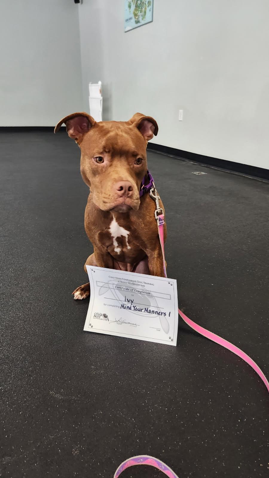 Enlarge Ivy, a Adoptable mixed breed in Painesville, OH image 5/6