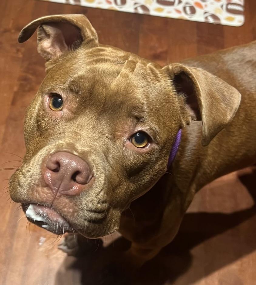 Enlarge Ivy, a Adoptable mixed breed in Painesville, OH image 1/6