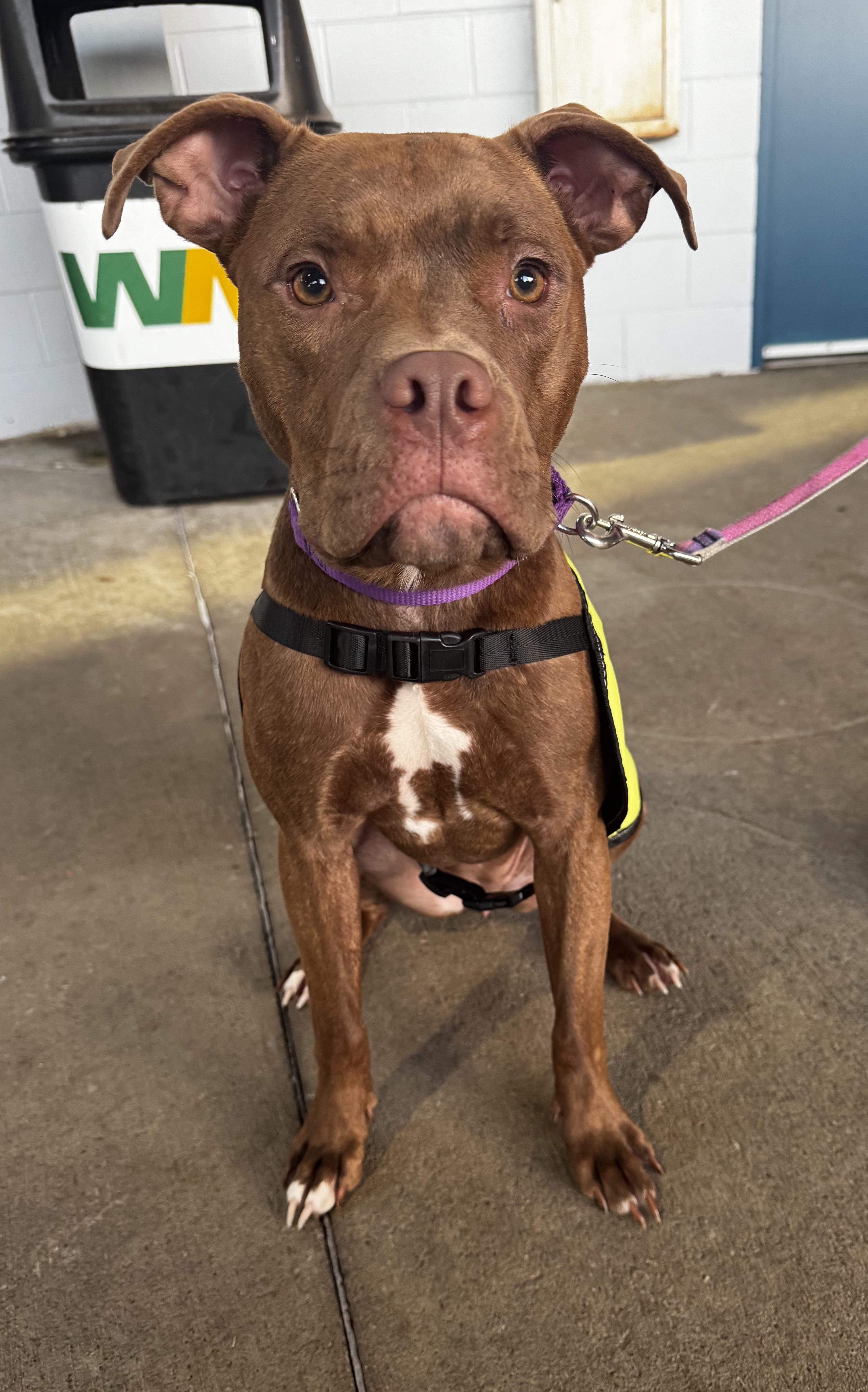 Enlarge Ivy, a Adoptable mixed breed in Painesville, OH image 4/6