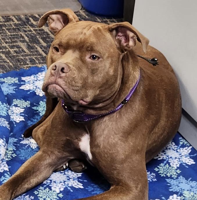 Enlarge Ivy, a Adoptable mixed breed in Painesville, OH image 3/6