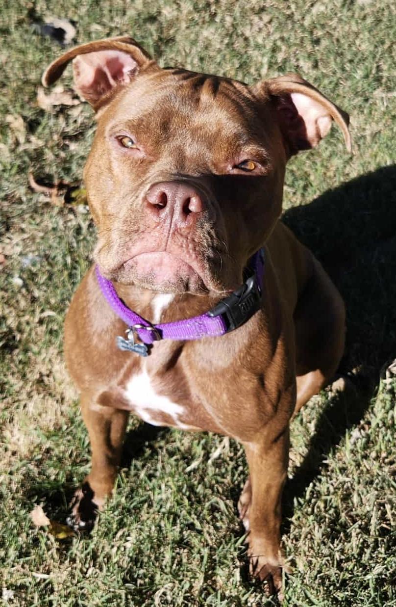 Enlarge Ivy, a Adoptable mixed breed in Painesville, OH image 6/6