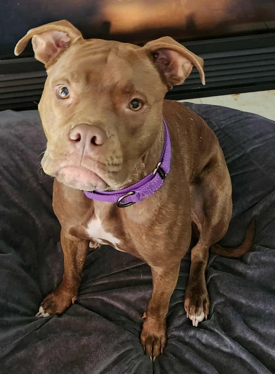 Enlarge Ivy, a Adoptable mixed breed in Painesville, OH image 2/6