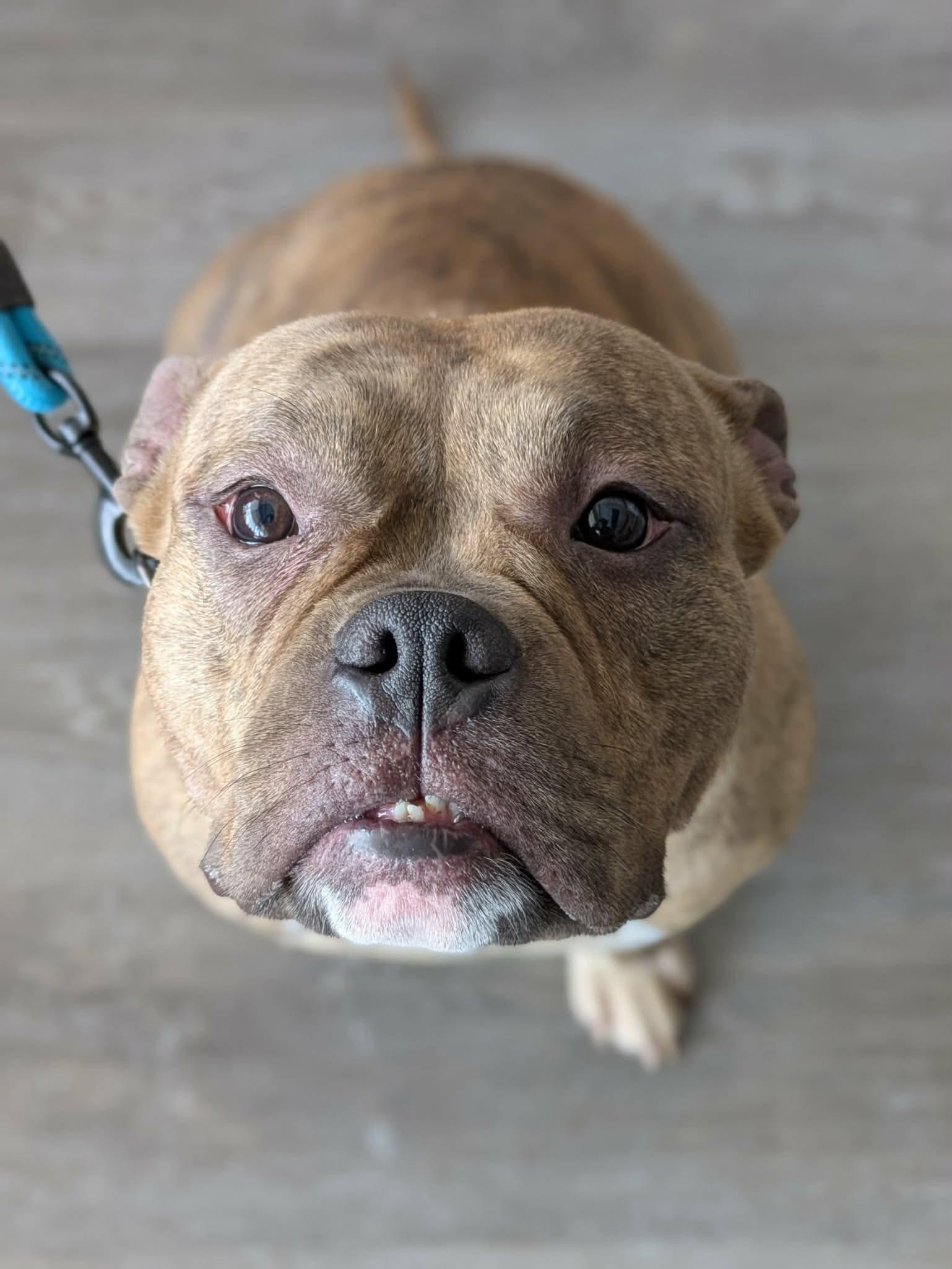 Enlarge Lottie, a ADOPTABLE mixed breed in Clay, NY image 1/4