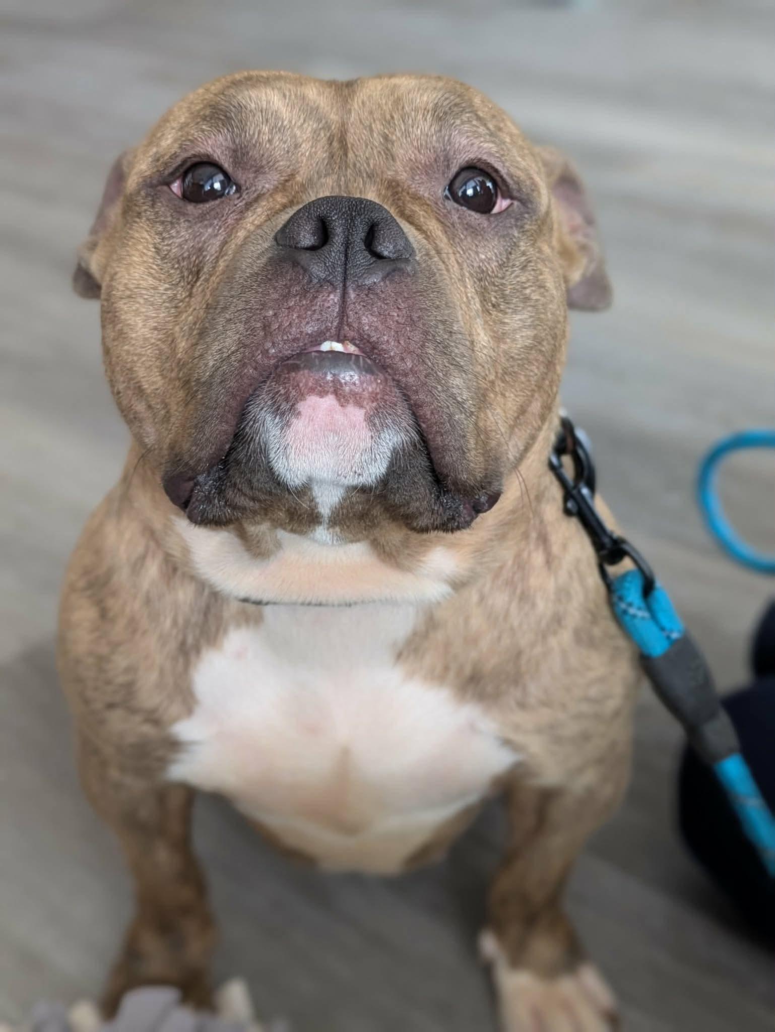 Enlarge Lottie, a ADOPTABLE mixed breed in Clay, NY image 4/4