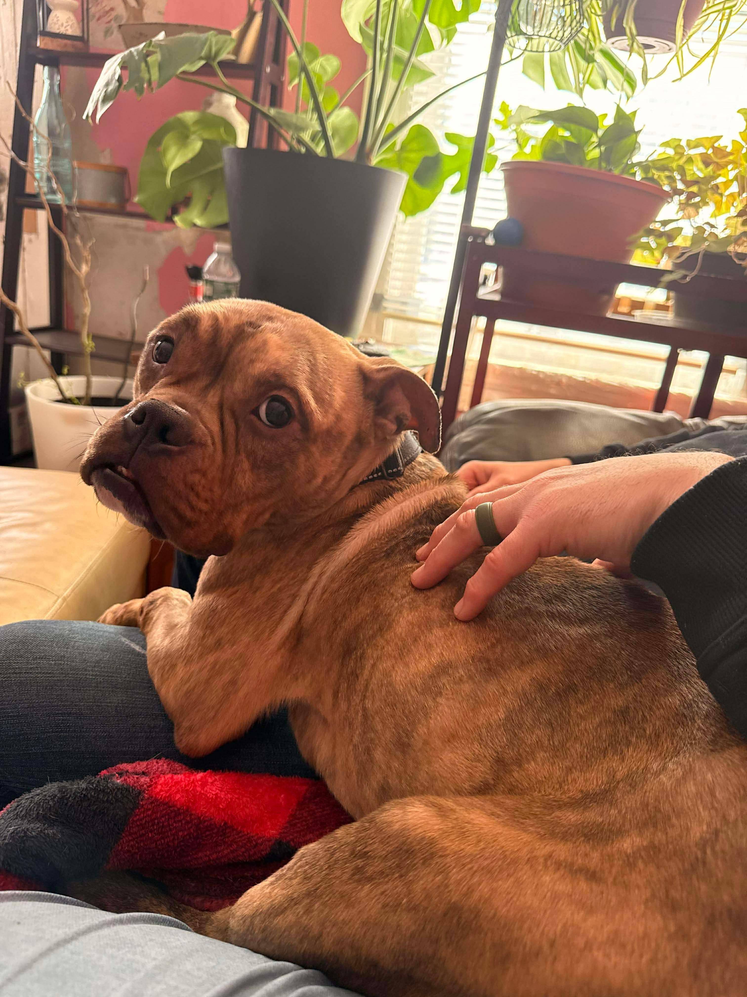 Enlarge Lottie, a ADOPTABLE mixed breed in Clay, NY image 2/5