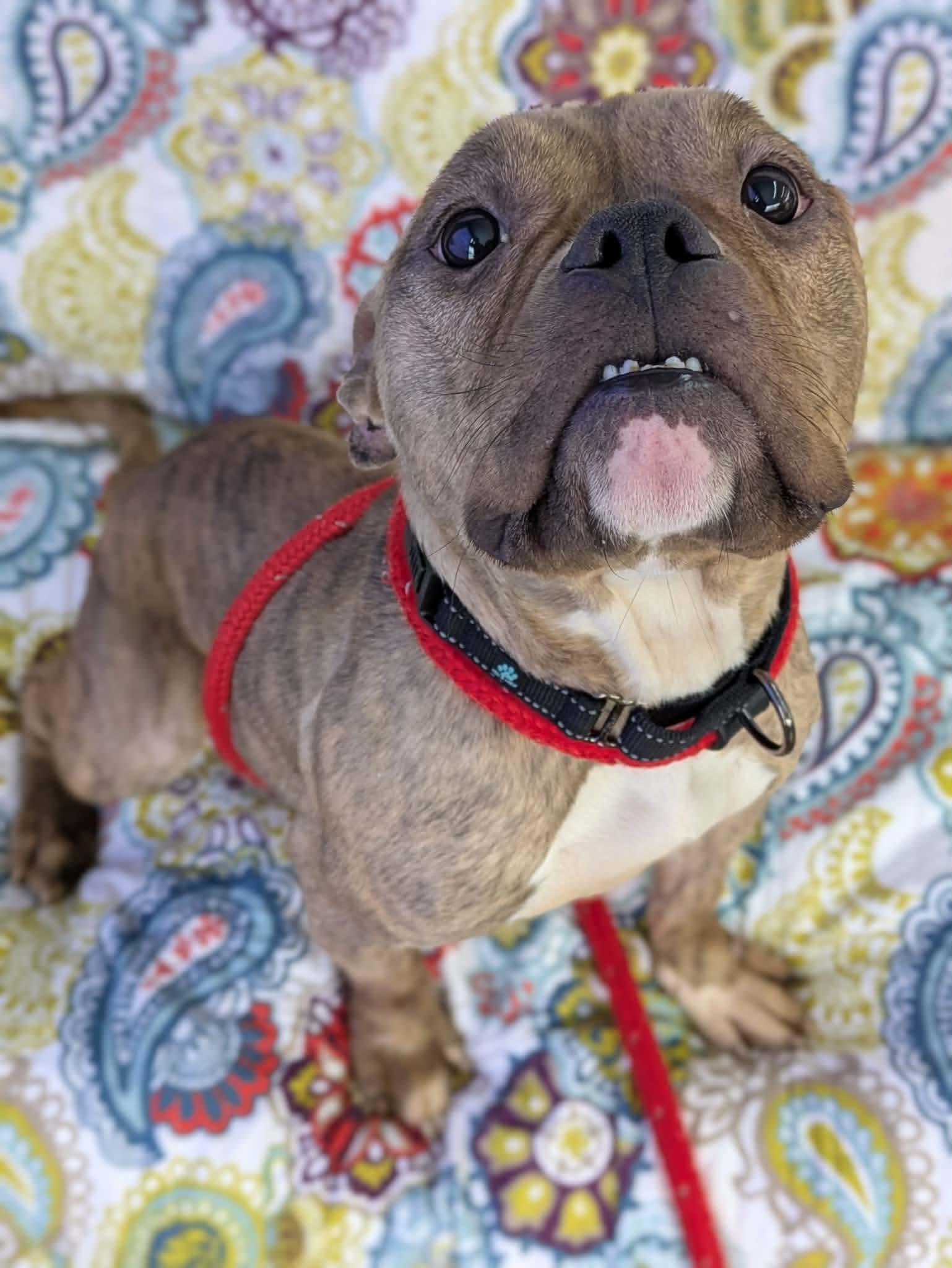 Enlarge Lottie, a ADOPTABLE mixed breed in Clay, NY image 4/5