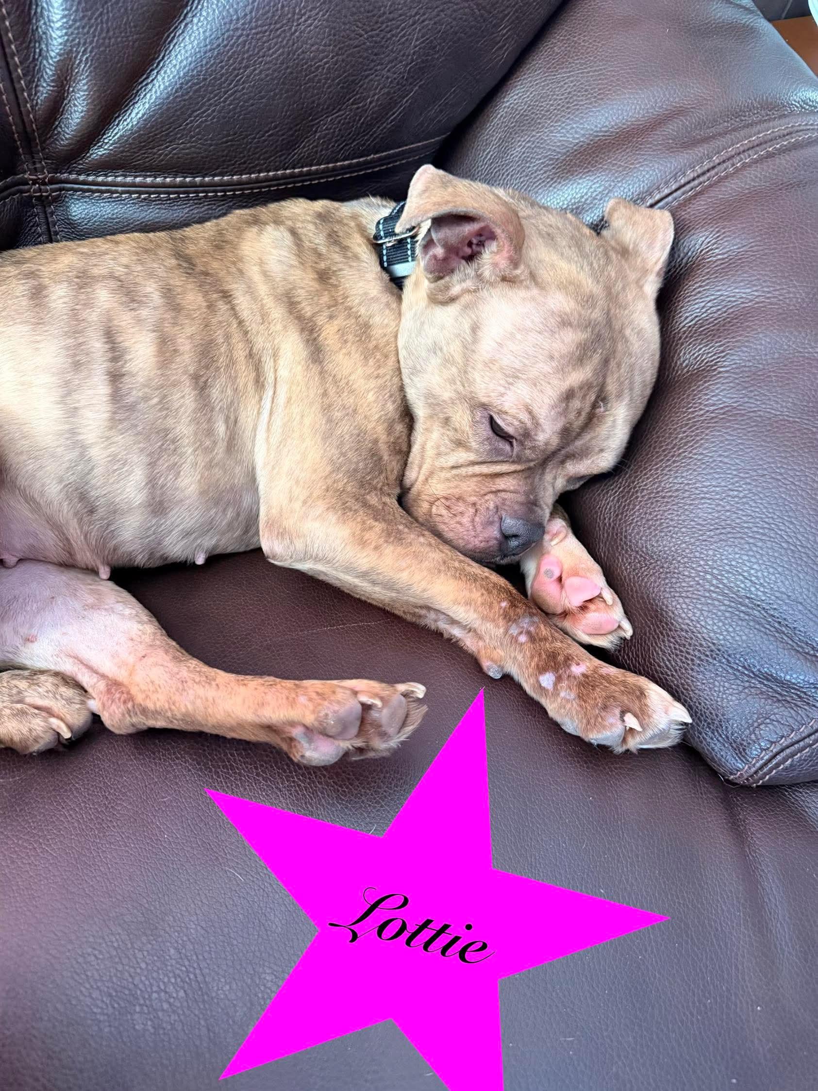 Enlarge Lottie, a ADOPTABLE mixed breed in Clay, NY image 3/5