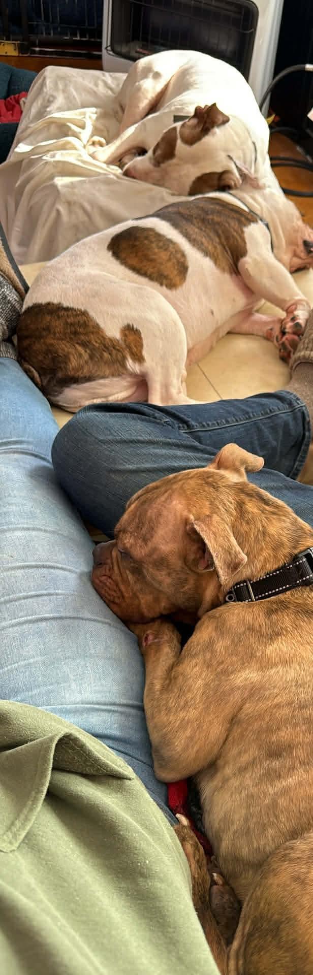 Enlarge Lottie, a ADOPTABLE mixed breed in Clay, NY image 5/5