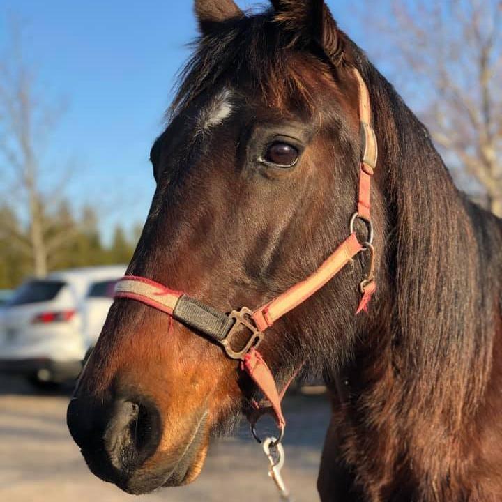 Enlarge Lucinda, a Adoptable Quarterhorse in Quakertown, PA image 1/1
