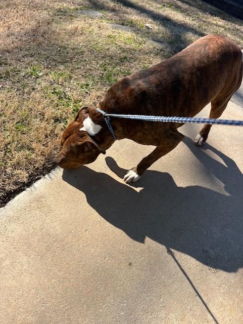 Stew11132, a ADOPTABLE mixed breed in Rocky Mount, NC image 2/3