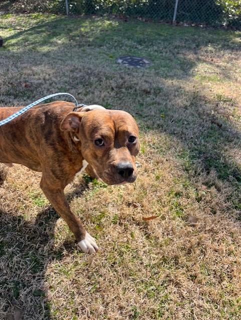 Stew11132, a ADOPTABLE mixed breed in Rocky Mount, NC image 1/3