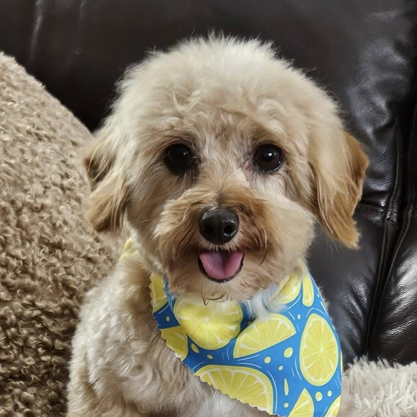 Cooper