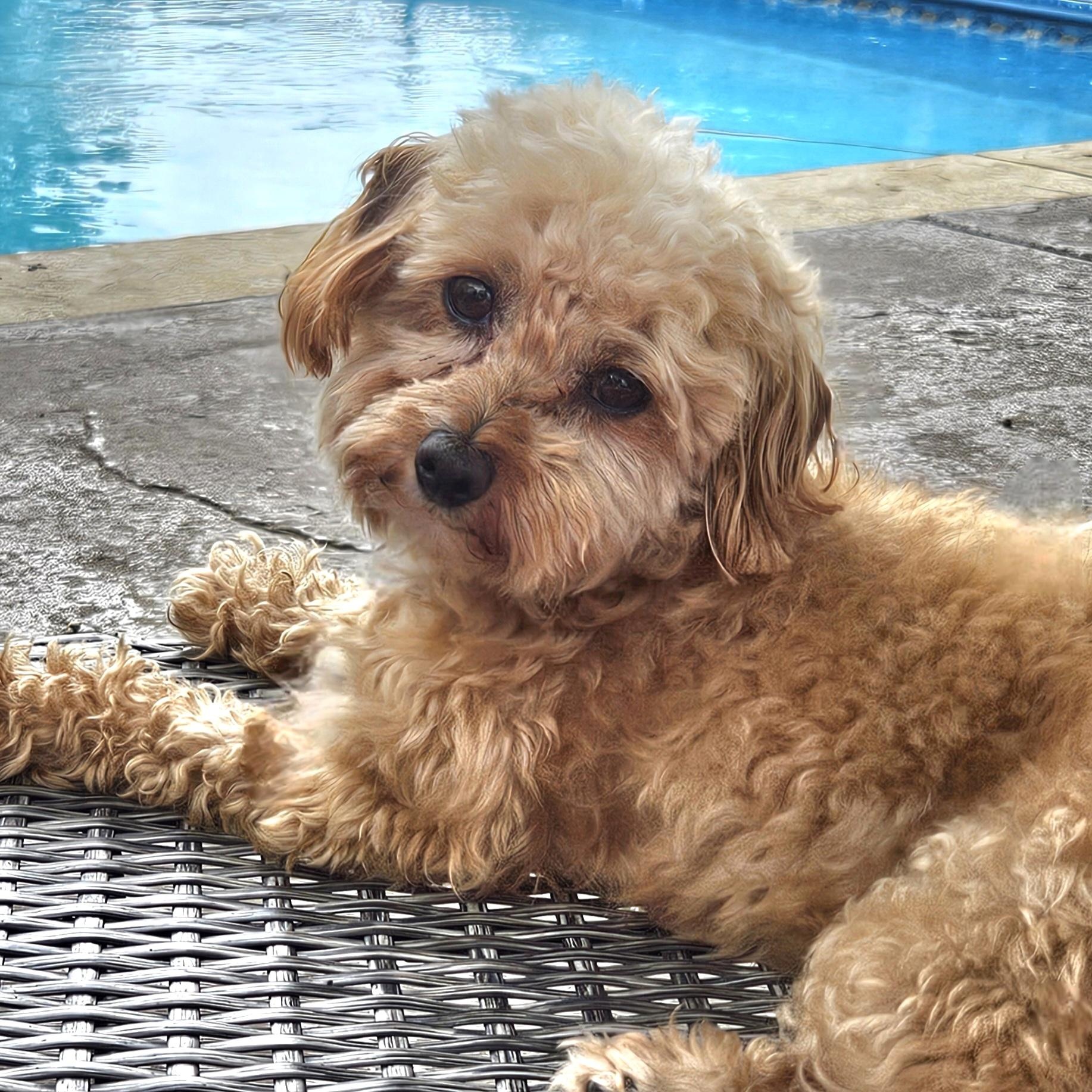 Cooper photo 1