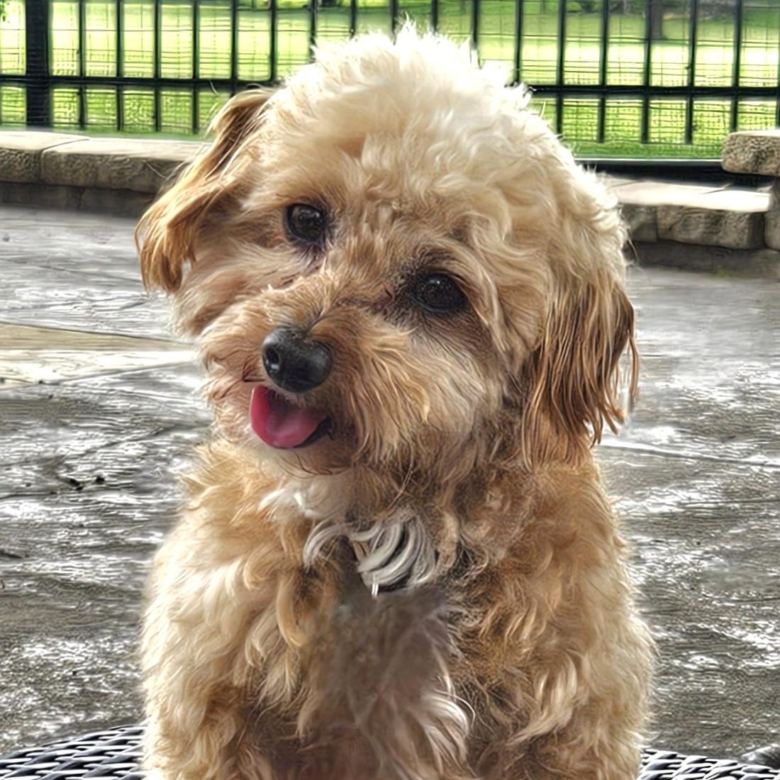 Cooper thumbnail 6