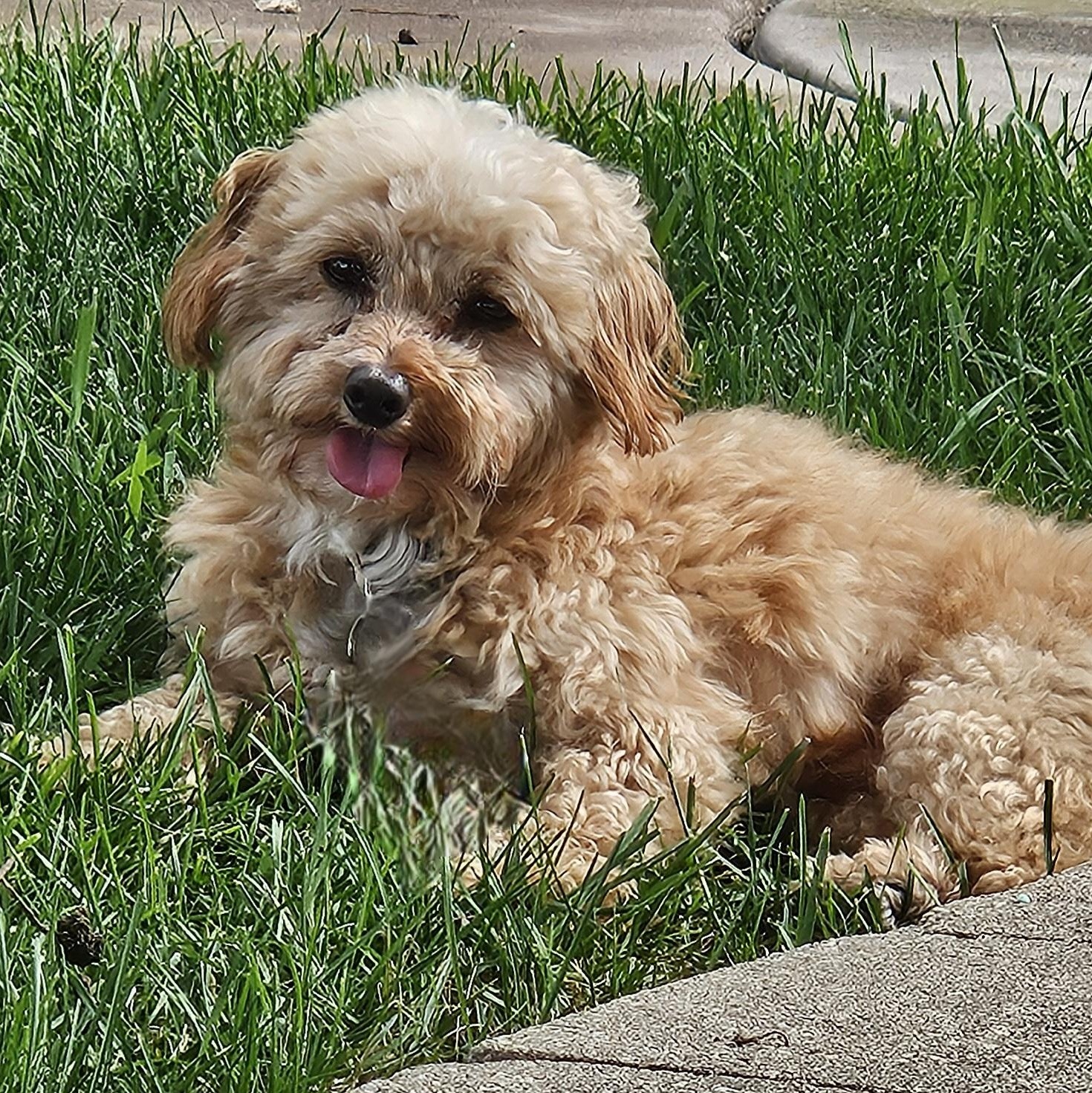 Cooper thumbnail 3