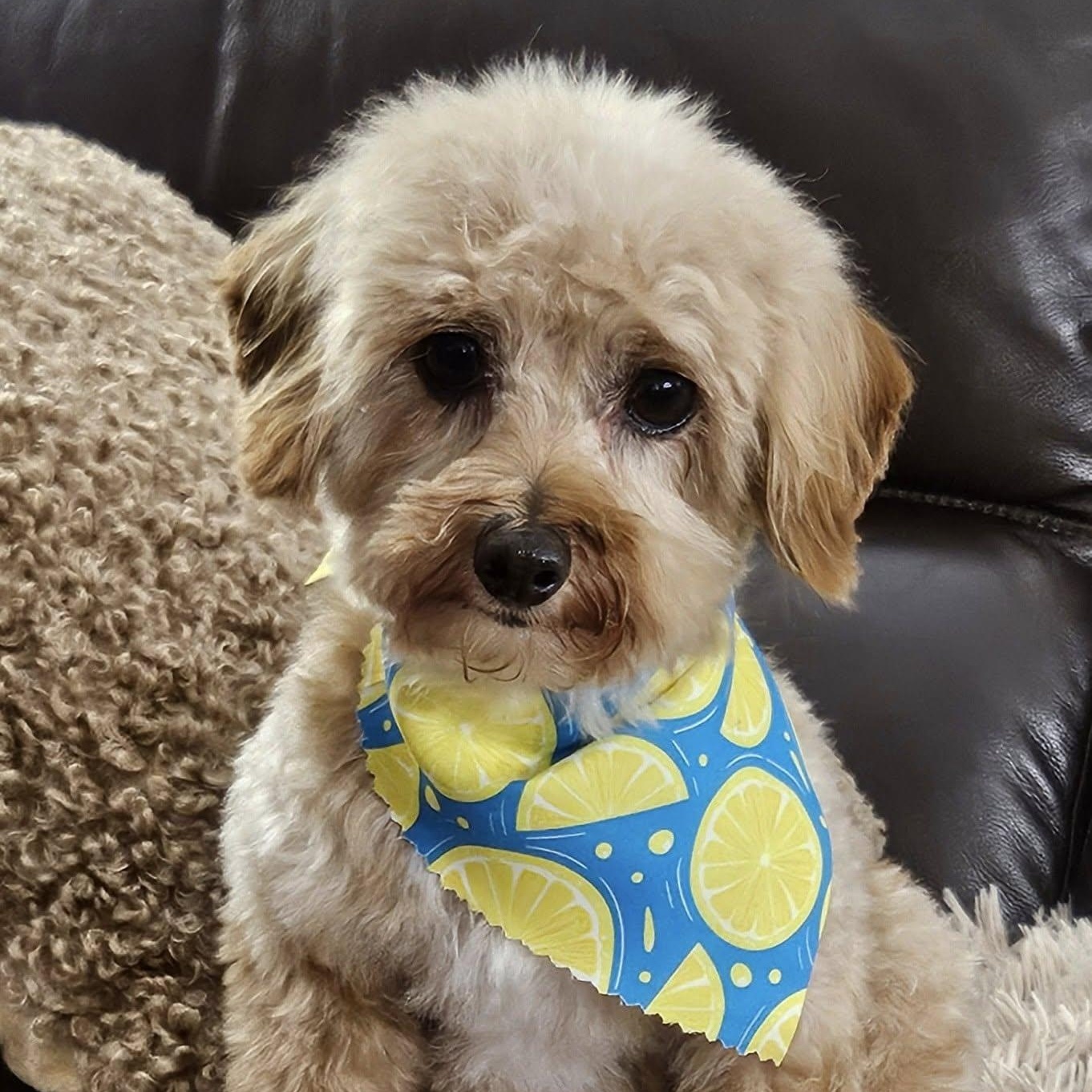 Cooper