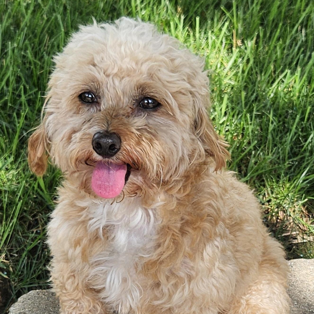 Cooper thumbnail 5