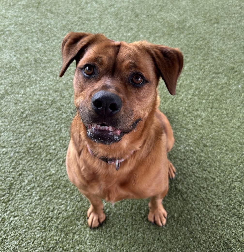 Maggie, a Adoptable mixed breed in Ocean City, NJ image 2/3