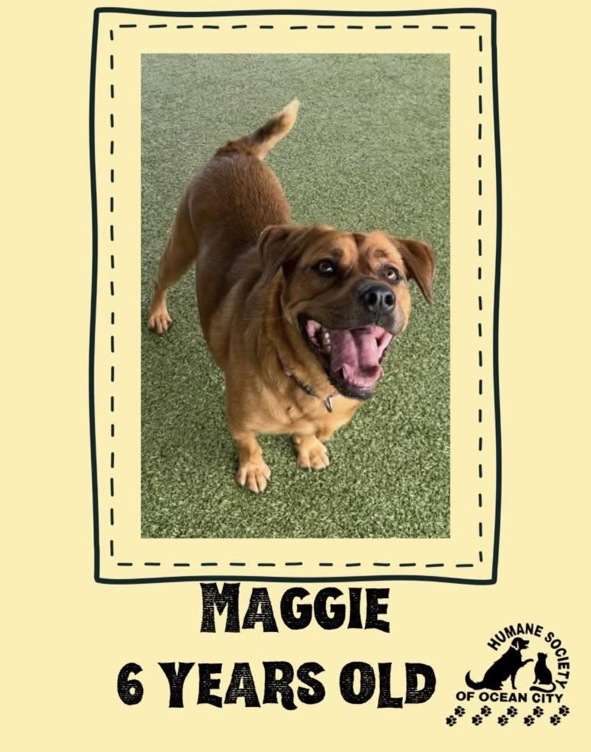 Maggie, Adoptable, Adult Female Labrador Retriever.