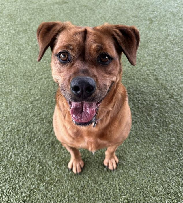 Maggie, a Adoptable mixed breed in Ocean City, NJ image 3/3