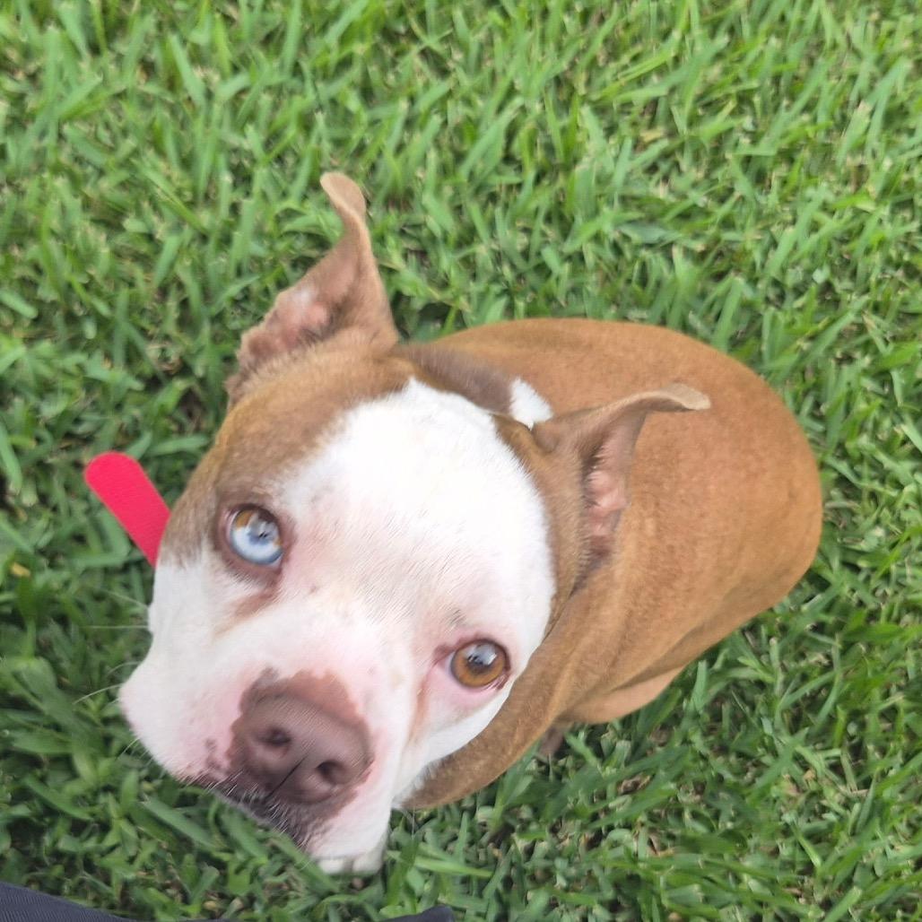 Enlarge Snoopy, a Adoptable Boston Terrier in New Orleans, LA image 1/6