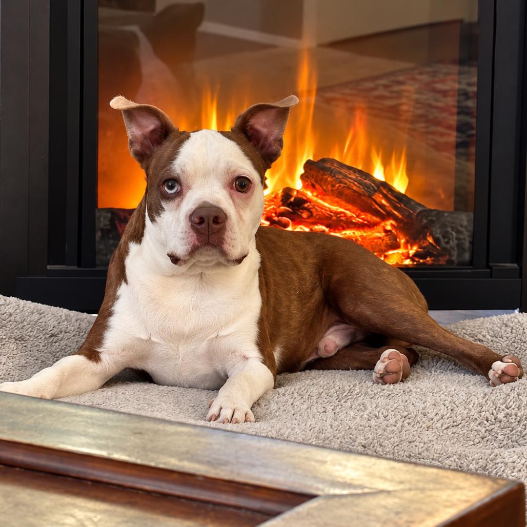 Enlarge Snoopy, a Adoptable Boston Terrier in New Orleans, LA image 3/6