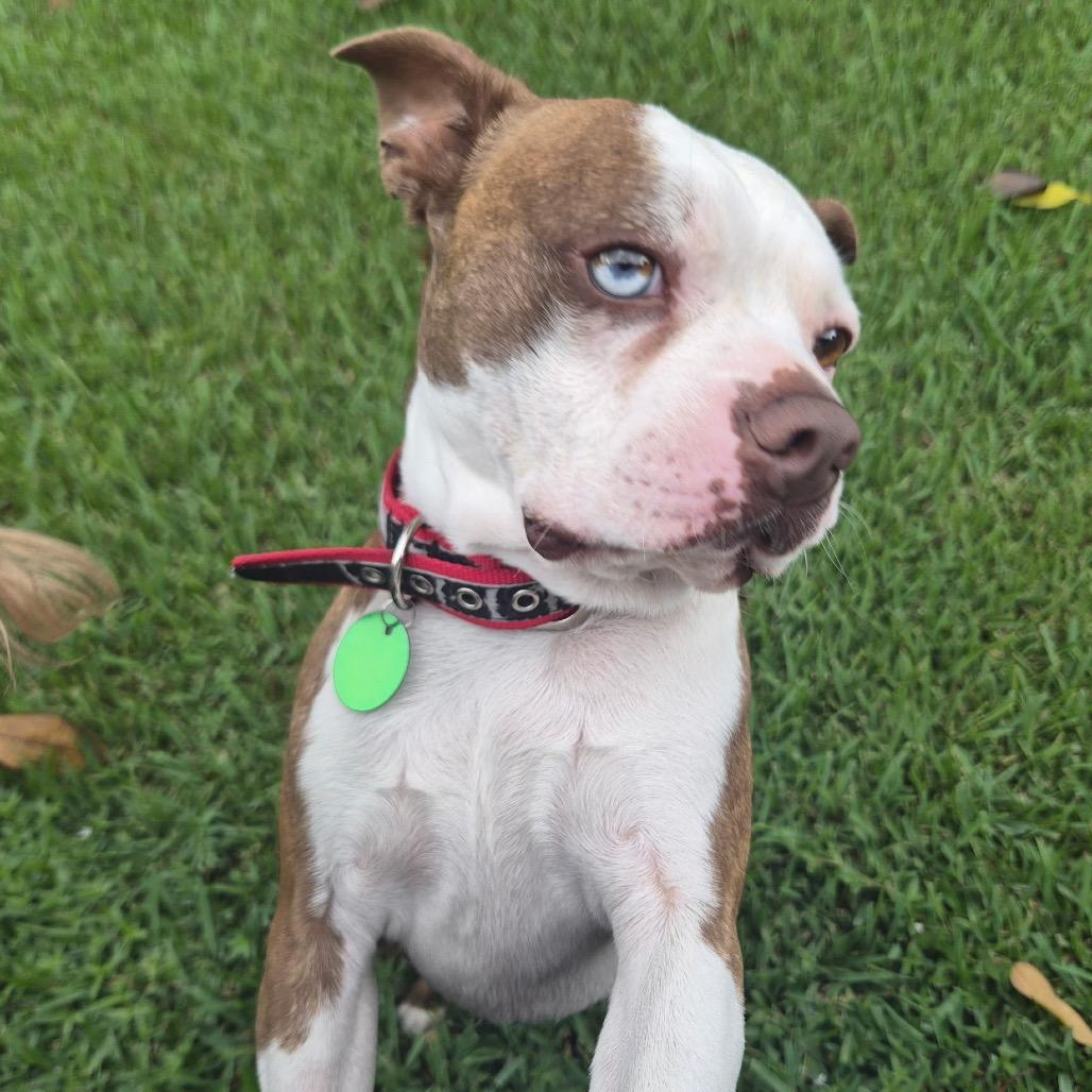 Enlarge Snoopy, a Adoptable Boston Terrier in New Orleans, LA image 4/6