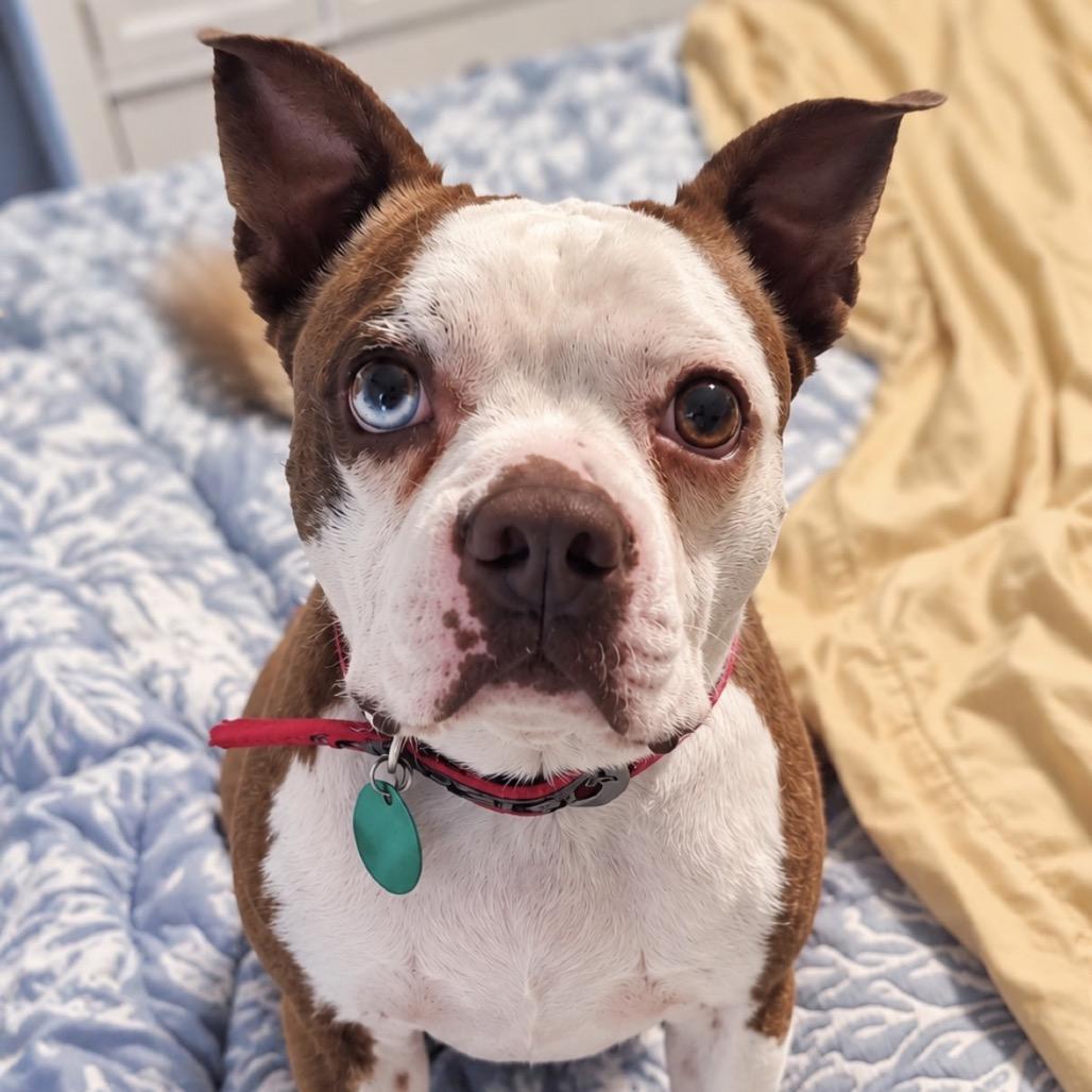 Enlarge Snoopy, a Adoptable Boston Terrier in New Orleans, LA image 5/6