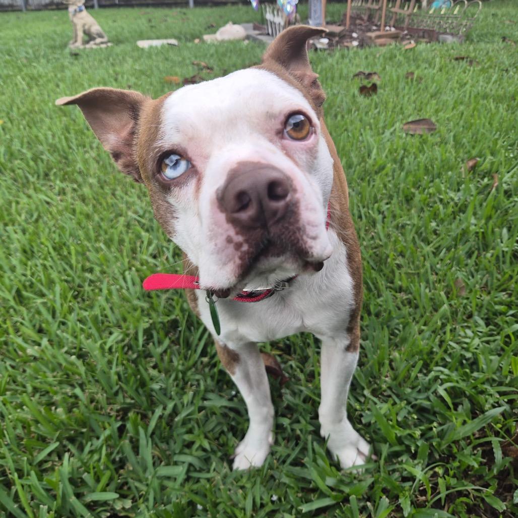 Enlarge Snoopy, a Adoptable Boston Terrier in New Orleans, LA image 6/6