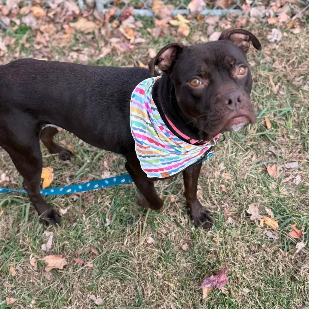 Starla, Adoptable, Adult Female Mixed Breed.