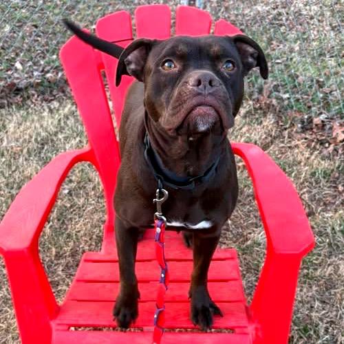 Enlarge Starla, a Adoptable Mixed Breed in Fredericksburg, VA image 1/5