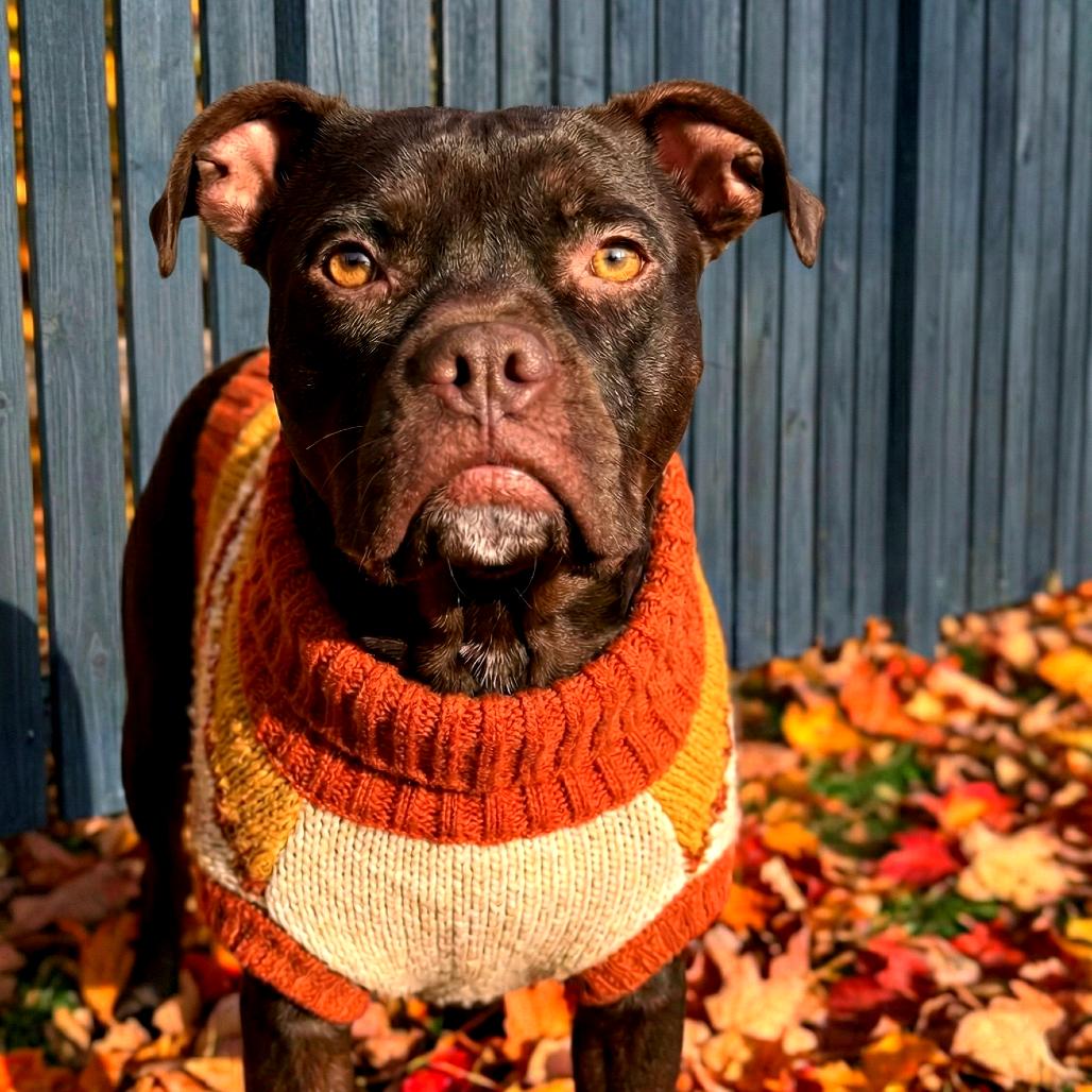 Starla, Adoptable, Adult Female Mixed Breed.