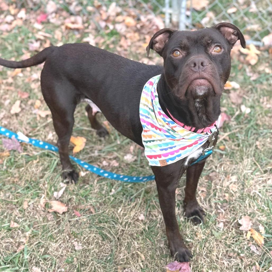 Enlarge Starla, a Adoptable mixed breed in Fredericksburg, VA image 1/2