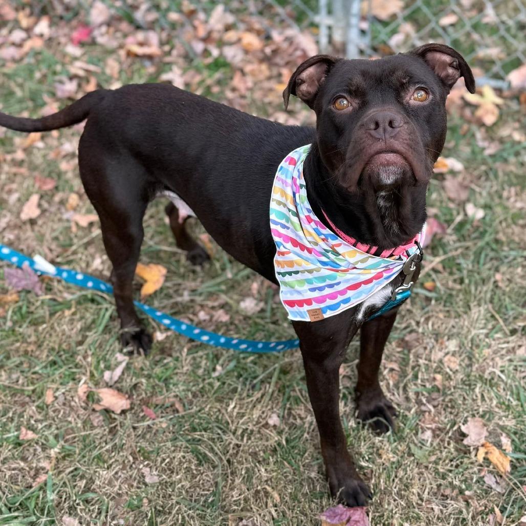 Starla, a Adoptable Mixed Breed in Fredericksburg, VA image 3/6