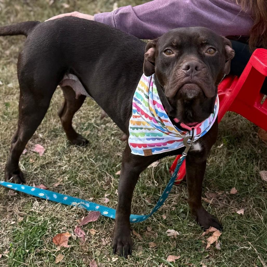 Enlarge Starla, a Adoptable Mixed Breed in Fredericksburg, VA image 2/6