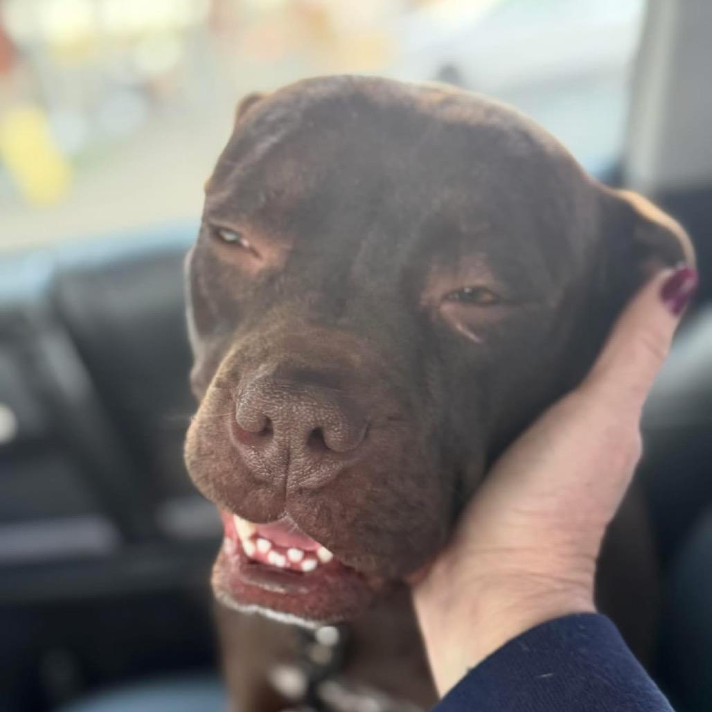 Enlarge Starla, a Adoptable Mixed Breed in Fredericksburg, VA image 3/6