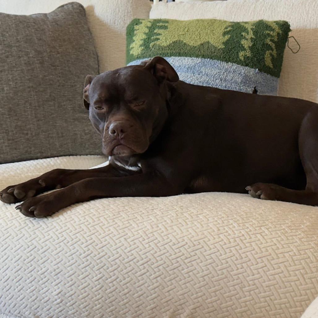 Starla, a Adoptable Mixed Breed in Fredericksburg, VA image 4/6