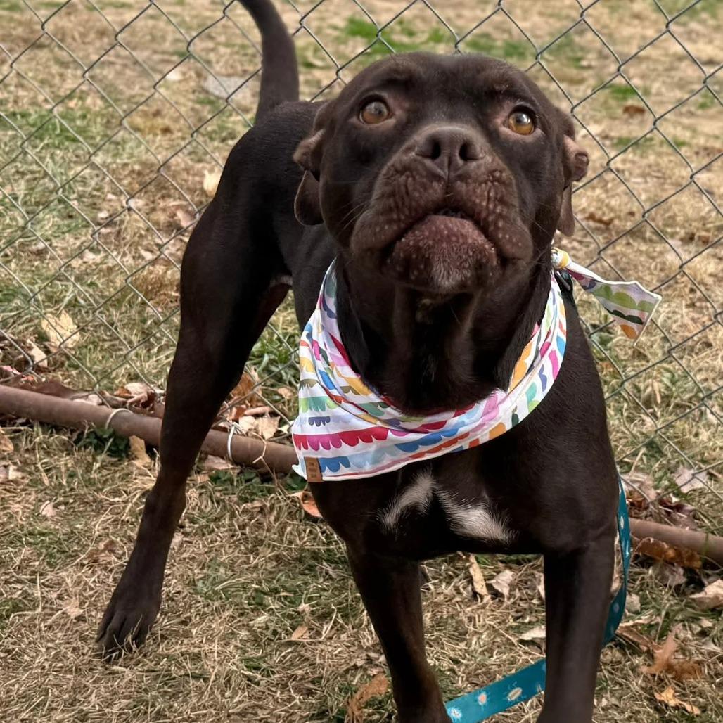 Enlarge Starla, a Adoptable Mixed Breed in Fredericksburg, VA image 3/6
