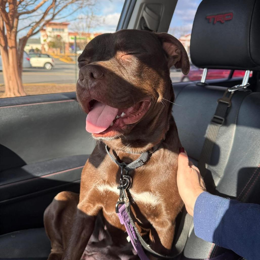 Enlarge Starla, a Adoptable Mixed Breed in Fredericksburg, VA image 4/6