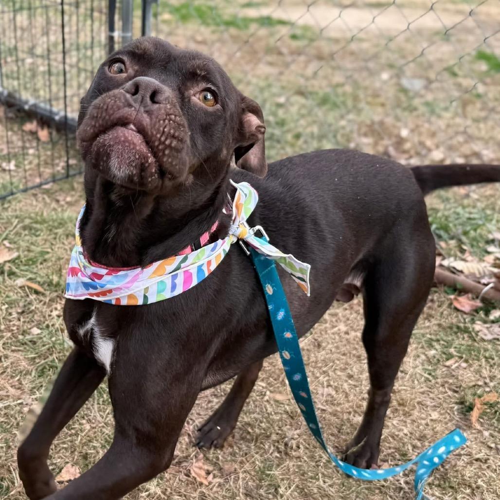 Enlarge Starla, a Adoptable Mixed Breed in Fredericksburg, VA image 4/6