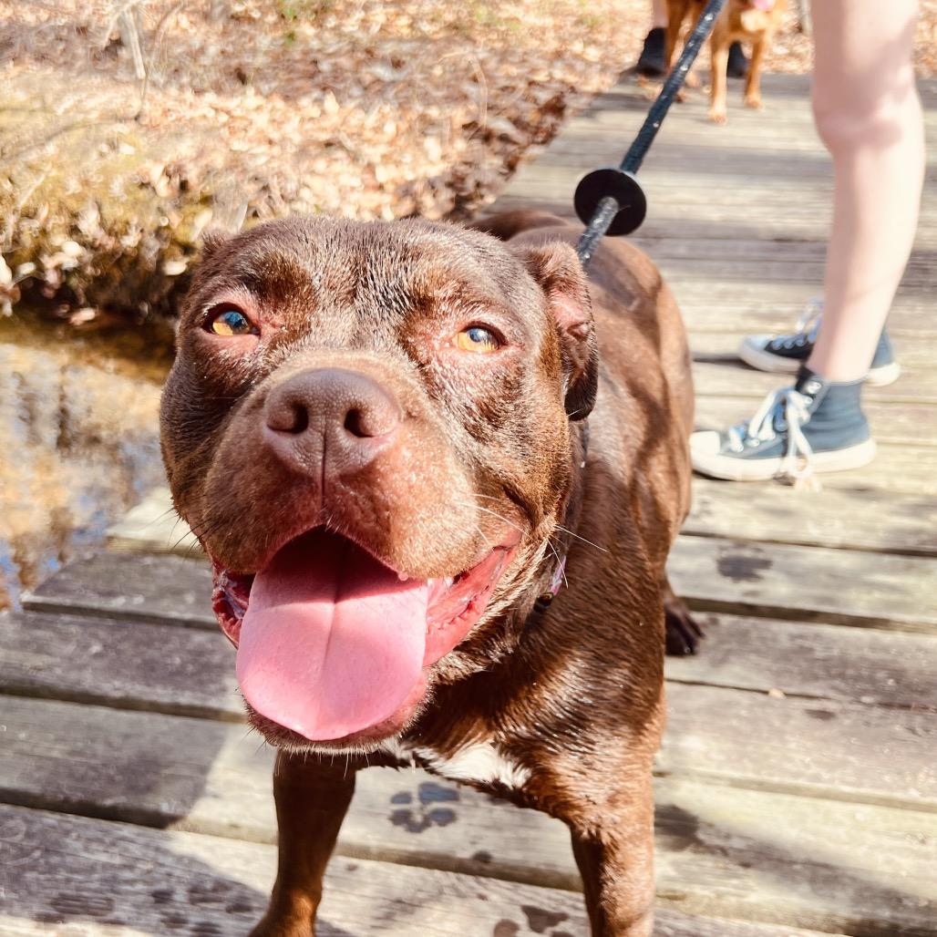 Enlarge Starla, a Adoptable Mixed Breed in Fredericksburg, VA image 3/5
