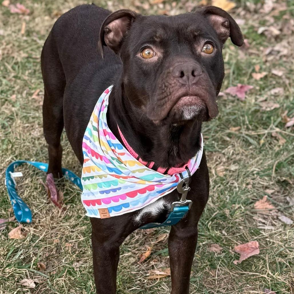 Enlarge Starla, a Adoptable Mixed Breed in Fredericksburg, VA image 5/6